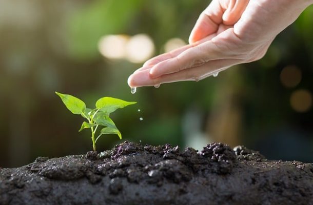 hand watering Hand watering small plant
